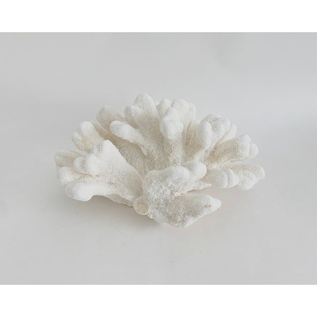 Late 20th Century Massive Natural Catspaw Coral Specimen Coastal Home For Sale - Image 5 of 6