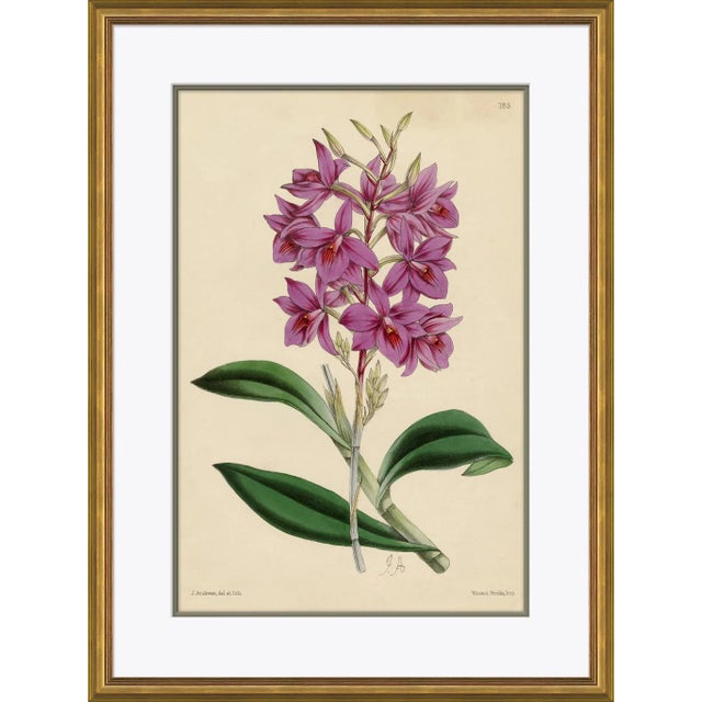 Traditional Curtis's Botanicals III Framed Art Print For Sale - Image 3 of 3