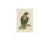 Antique print titled 'falco leucocephalus hornotinus'. The white-tailed eagle (haliaeetus albicilla) is a very large eagle...