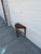 Vintage English Jacobean Revival Demilune Console Table For Sale - Image 9 of 11