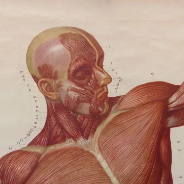 Vintage School Board "Muscle of Man", Germany, 1950s For Sale - Image 3 of 7