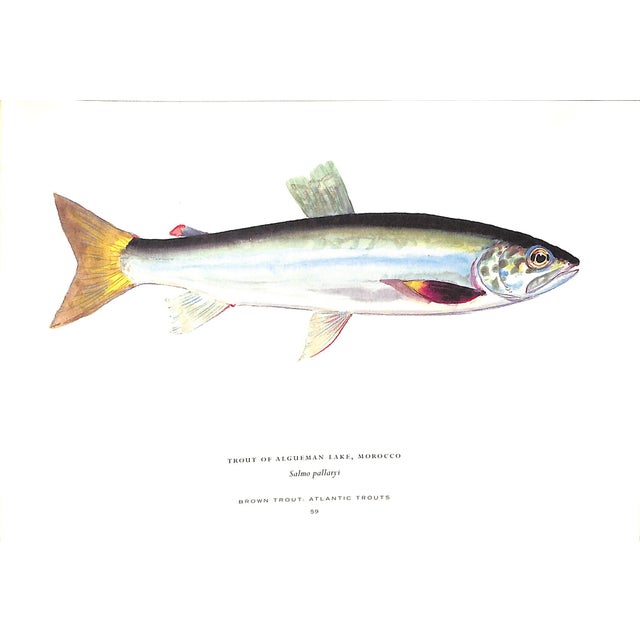 "Trout of the World" 2003 Prosek, James For Sale - Image 4 of 9