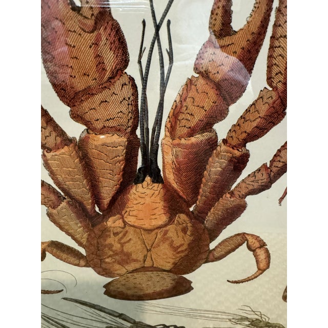 Lobster Vintage Print For Sale - Image 4 of 6