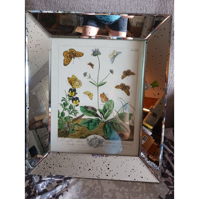 1700's Butterfly Natural History Engravings Reproductions in Contemporary Mirror Frames For Sale - Image 9 of 14