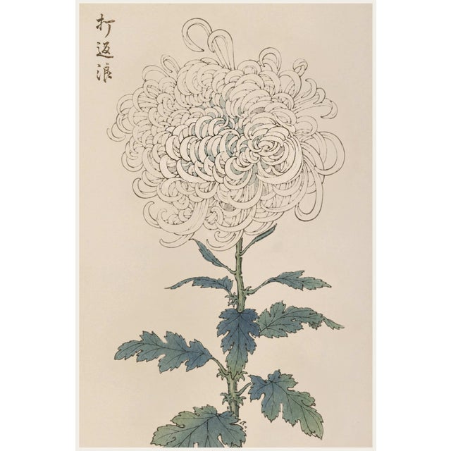 White Mum by Hasegawa, Vintage Japanese Botanical Art Print, 8" X 12" For Sale