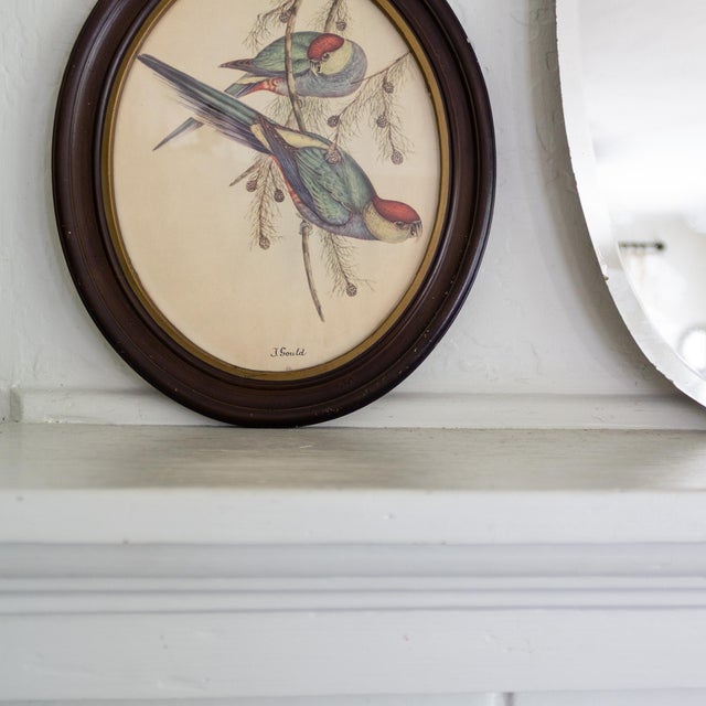 J Gould 19th Century Red Capped Parakeet Reproduction Print in Oval Frame For Sale - Image 6 of 7