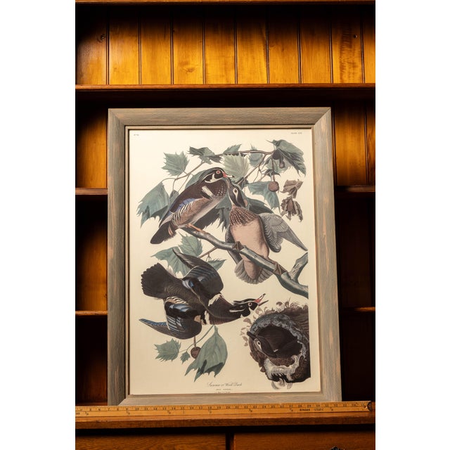 Vintage "Summer or Wood Duck" Framed Audubon Print For Sale In Chicago - Image 6 of 6