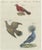 Bertuch, Various Foreign Pigeons Including the Crimson Pigeon, Print For Sale - Image 6 of 6