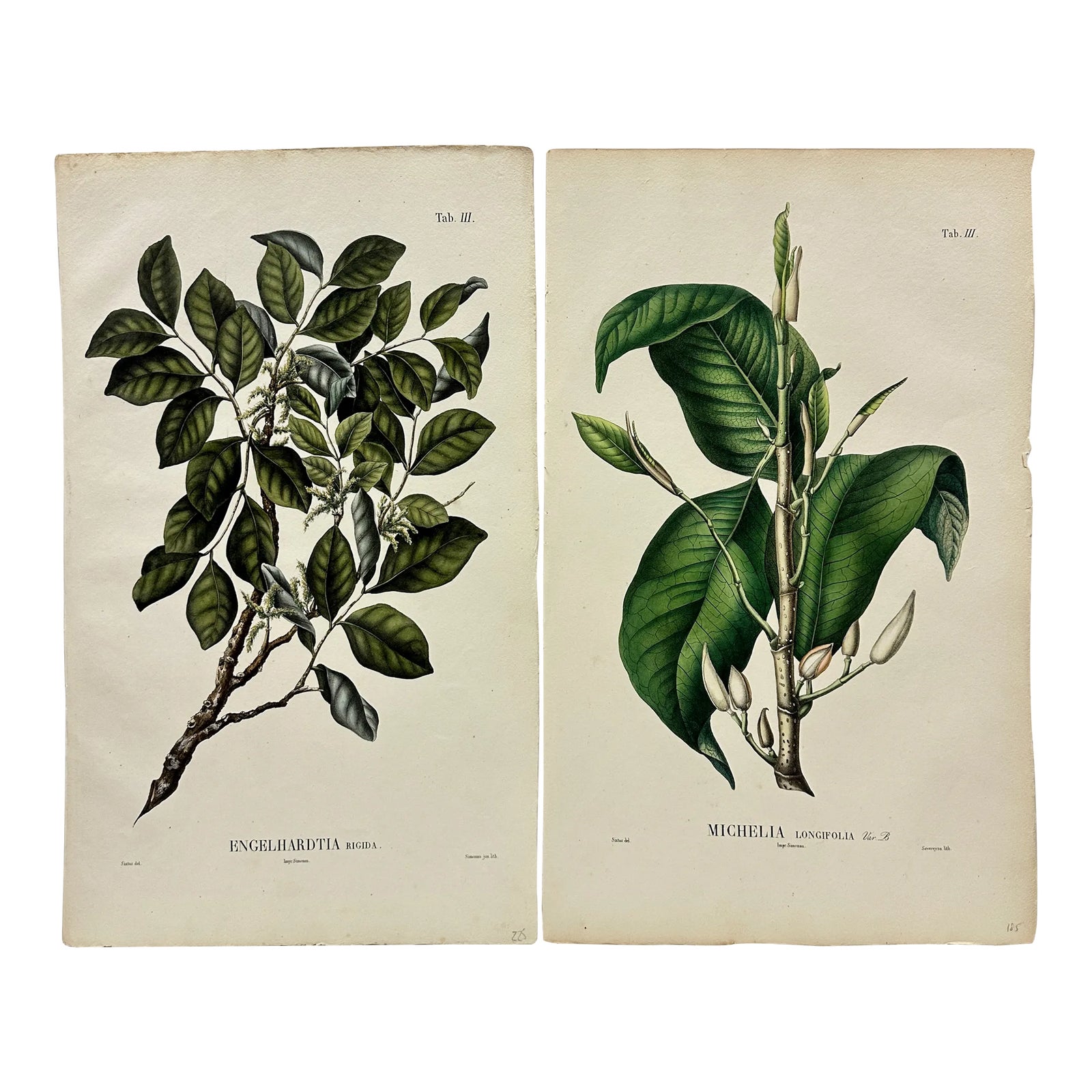 19th Century Botanical Color Lithographs by Karl Ludwig Blume - a Pair ...