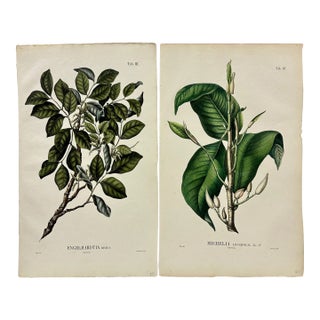 19th Century Botanical Color Lithographs by Karl Ludwig Blume - a Pair For Sale