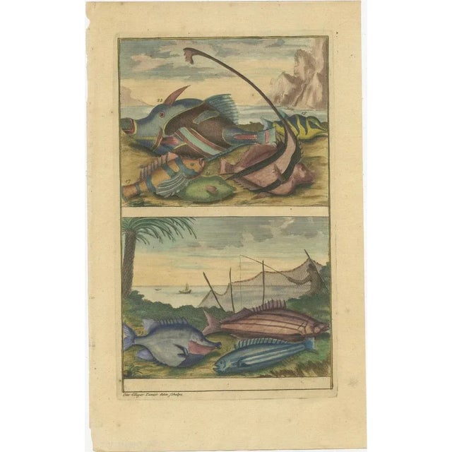 Various Fish Species and Other Marine Life, 1726, Paper, Set of 12 For Sale - Image 13 of 14