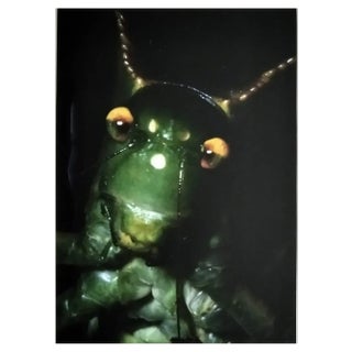 A.H., Nature Image, 1989, Photographic Print For Sale