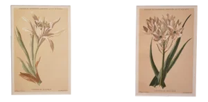 1880 Antique French Botanical Chromolithographs-Set of 2, Matted