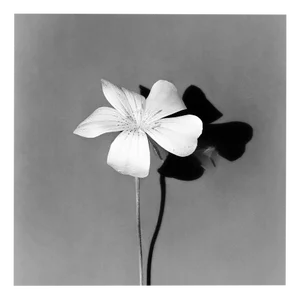 Ugne Pouwell, White Bloom, 2024, Photography