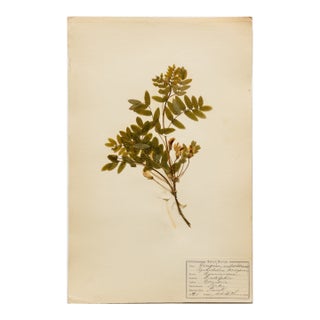 Antique Finnish Herbarium - Siberian Pea Tree, Circa 1911 For Sale