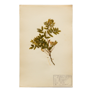 Antique Finnish Herbarium - Siberian Pea Tree, Circa 1911