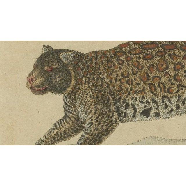 Bertuch, Jaguar & Jaguarundi, 1813, Engraving For Sale - Image 4 of 9