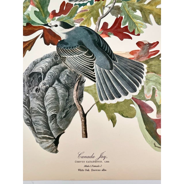 American 1964 Audubon Folio Lithograph Great Bird Paintings – “Canada Jay” 17x14 For Sale - Image 3 of 7