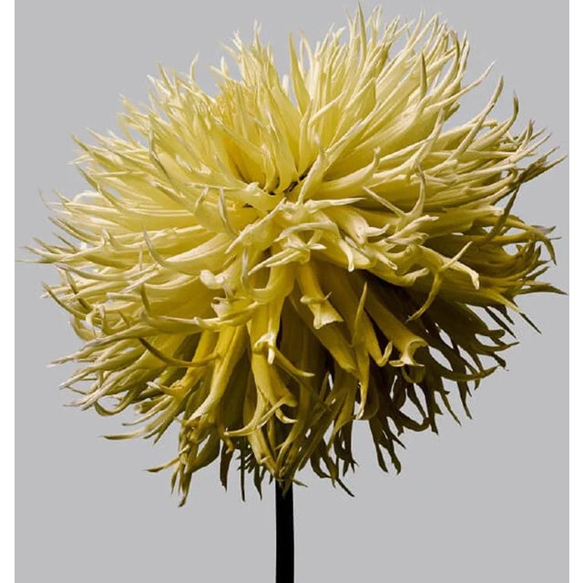 Dahlia 15 is a gorgeous Archival Inkjet Print by contemporary photographer Philip Gatward. This print 16" x 20" in a...