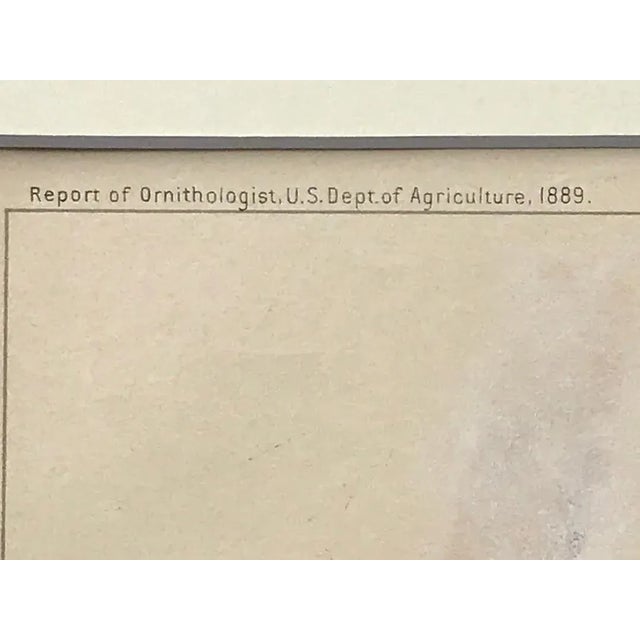 Antique Original Color Lithograph of a Marsh Hawk Published Ny 1889 For Sale In New York - Image 6 of 7