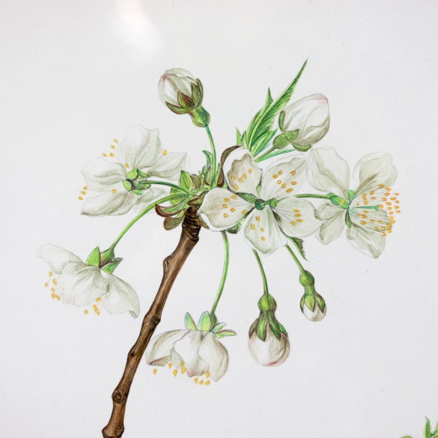 Paint Vintage Hand-Painted Plant Specimen Watercolor Cherry Blossom Specimen (With Frame). Signed in the Lower Right Corner For Sale - Image 7 of 10