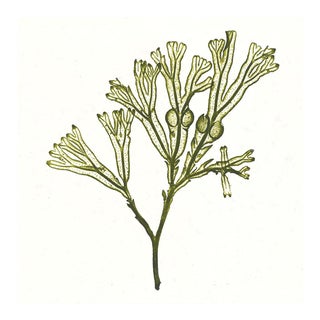 Bradbury Seaweeds 13, Unframed Artwork For Sale