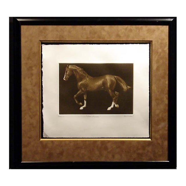 g.h Rothe "Ben Rabba" Brown Horse Mezzotint Etching Hand Signed Framed Obo For Sale