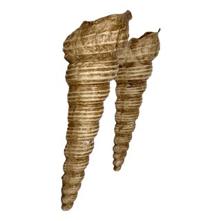 Vintage Shell Wall Sconces in Beige Fiberglass, France, 1960, Set of 2 For Sale
