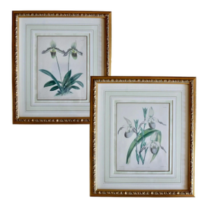 Pair of Orchid Lithographs, 19th Century, by John Nugent Fitch
