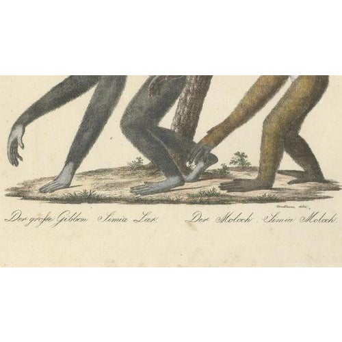 Karl Joseph Brodtmann, Gibbons & Monkeys, 1816, Lithograph For Sale - Image 9 of 10