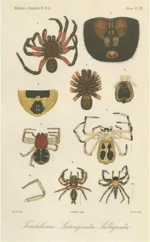 Sumatran Spiders Mygalomorphs & Jumping Spiders, 1887, Paper