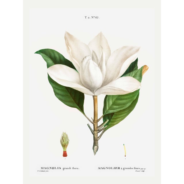 Southern Magnolia, Redouté Botanical Print, 24" X 32" For Sale