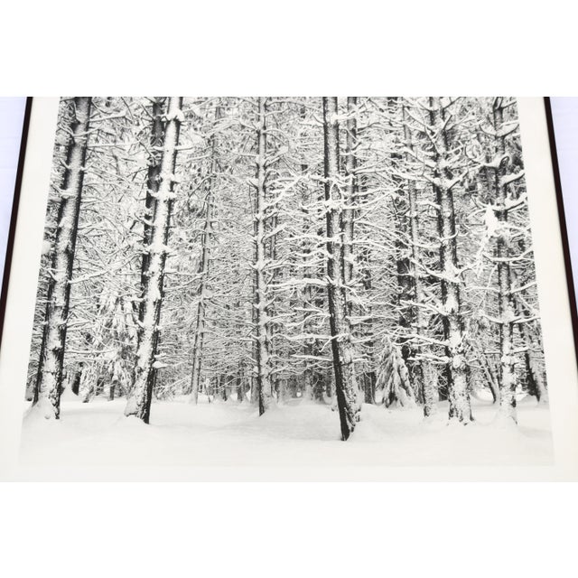 1932 Ansel Adams Pine Forest in Snow Yosemite National Park Photograph Art Print For Sale - Image 10 of 16