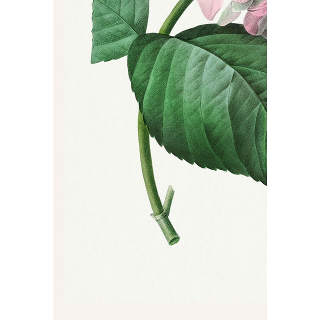Hydrangea by Pierre-Joseph Redouté, Vintage Botanical Art Print, 16" X 24" For Sale - Image 4 of 9