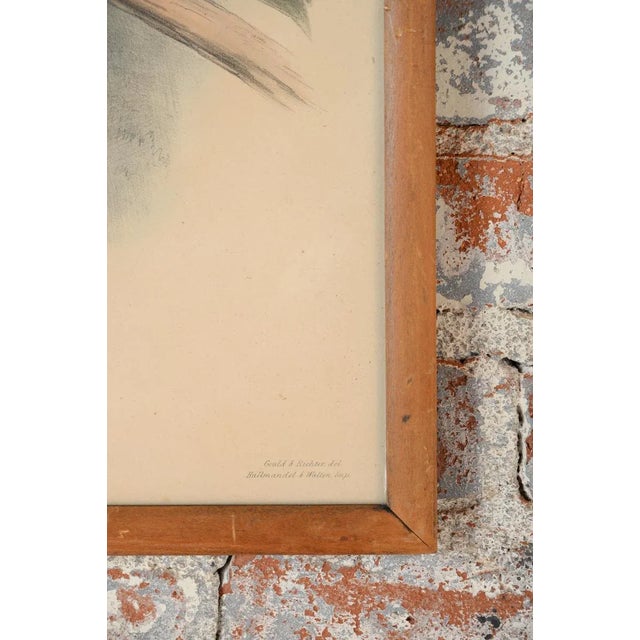 John Gould "Ramphatos Inca-Toucan" Bird Litho. For Sale In Los Angeles - Image 6 of 9