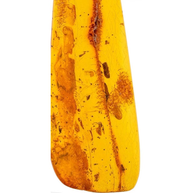 Eocene Epoch Fossilized Insect Inclusions Specimen For Sale - Image 4 of 10