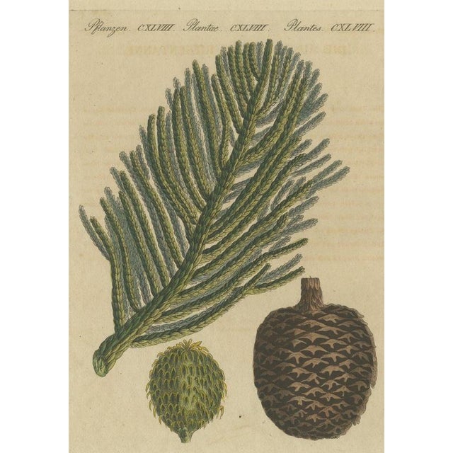 Bertuch, Norfolk Island Pine Branch and Cone, 1815, Print For Sale - Image 12 of 12