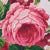 French Schumacher X Vogue Living Nancy Wallpaper in Rose For Sale - Image 3 of 5