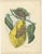 Pears, Strawberry, Apple with Insects, 1850s, Prints, Set of 5 For Sale - Image 4 of 10