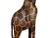 Mid 20th Century Tall Heavy Hand Carved Giraffe Floor Sculpture For Sale - Image 9 of 13