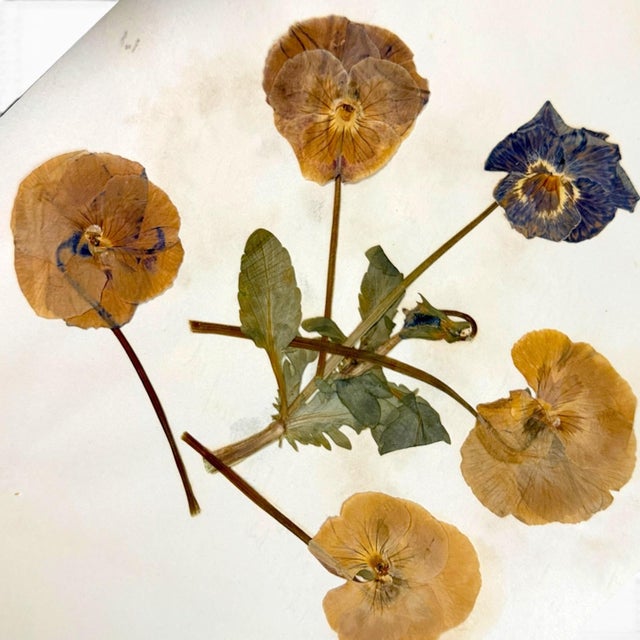 Paper c.1900 Herbarium Album With 26 Specimens, Hand-Drawn Studies & Calligraphic Manuscript For Sale - Image 7 of 12