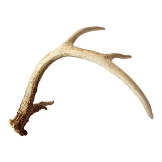 Vintage Single Antler Shed For Sale