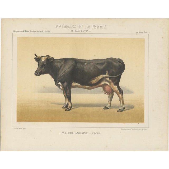 After Charles Olivier de Penne, Dutch Dairy Cow, Black and White Cattle, 1863, Chromolithograph For Sale - Image 3 of 9
