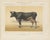 After Charles Olivier de Penne, Dutch Dairy Cow, Black and White Cattle, 1863, Chromolithograph For Sale - Image 3 of 9