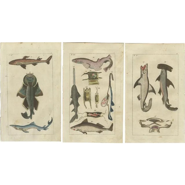 Paper Wilhelm, White Shark, Sawfish, Catshark, 1832, Fish Prints, Set of 3 For Sale - Image 7 of 7