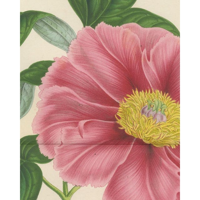 L. Stroobant, Tree Peony Empress of France, Paeonia Mountain, 1858, Chromolithograph For Sale - Image 4 of 9