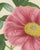 L. Stroobant, Tree Peony Empress of France, Paeonia Mountain, 1858, Chromolithograph For Sale - Image 4 of 9