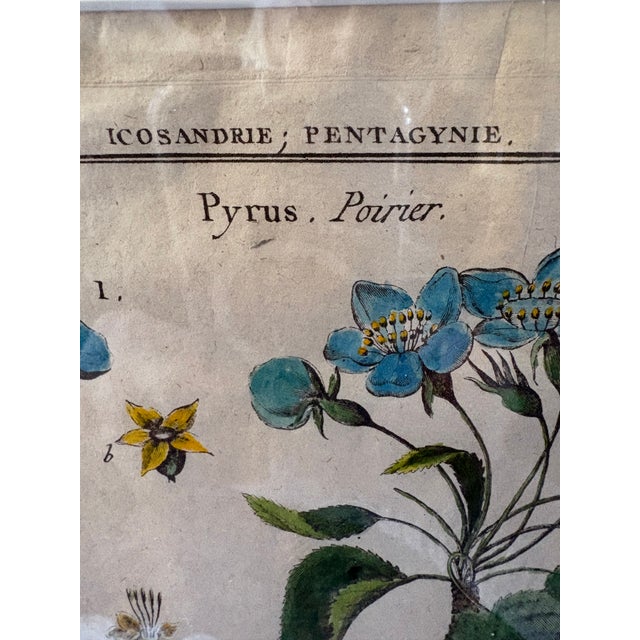 Sculpture Materials Pair of Hand Colored 19th C Engravings of Fruit For Sale - Image 7 of 18