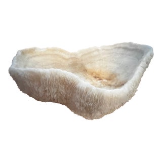 Large Coral Piece For Sale