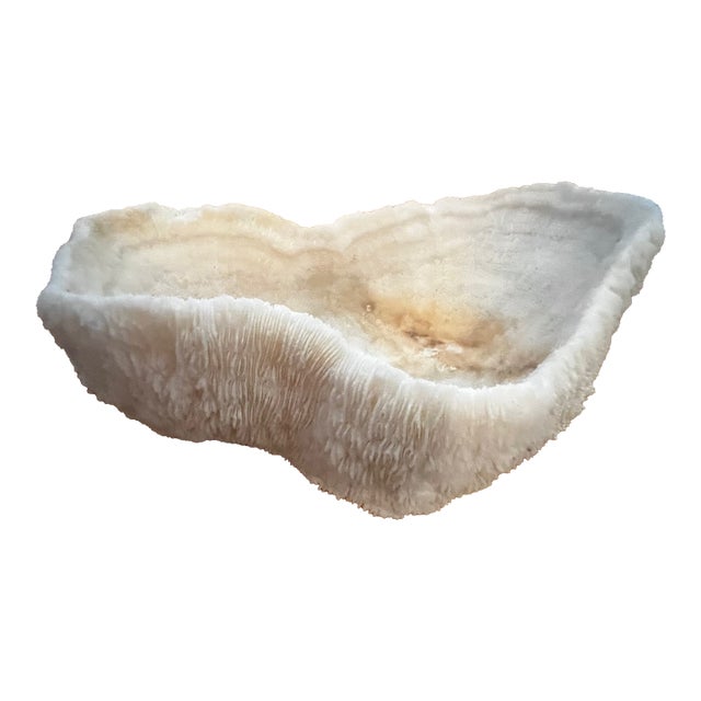Large Coral Piece For Sale